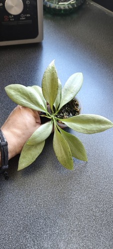 Hoya new guinea ghost full - hoya,