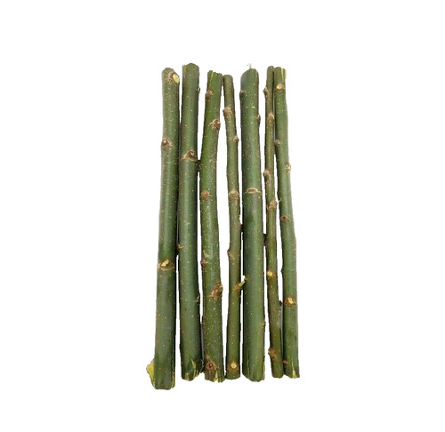 Austree hybrid willow tree - hybrid,