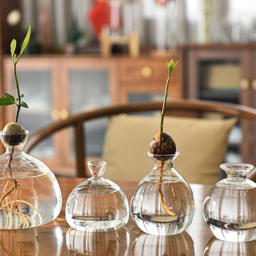 Glass seed growing - glass, vase