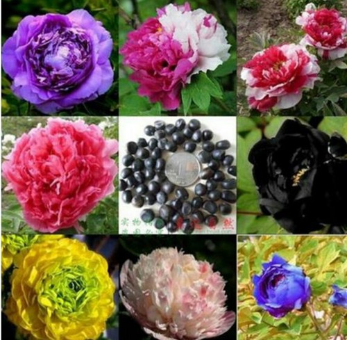 Mixed hybrid tree - , peony