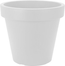 White large plant - large, round