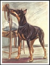 DOBERMAN PINSCHER LOVELY DOG