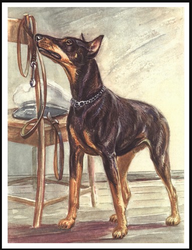 Doberman pinscher lovely dog - pinscher,