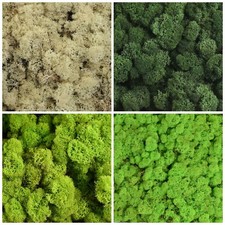 Reindeer moss preserved - reindeer,