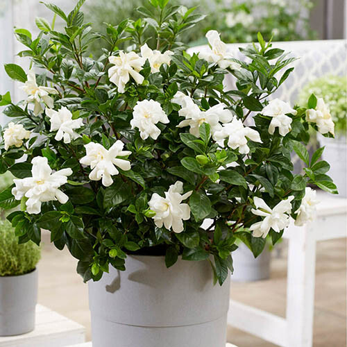 Gardenia jasminoides cape - jasminoides,