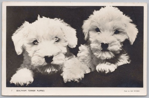 Sealyham terrier puppies - sealyham,
