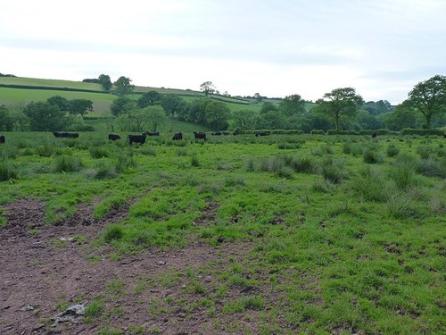 Photo 6x4 grazing land and - photo,