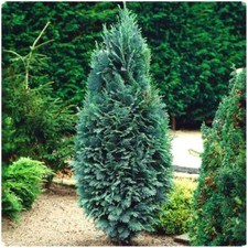 [x2] Dwarf Conifer Chamaecyparis Lawsoniana 'Chilworth Silver' |  Pot Plants