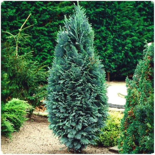 Dwarf conifer - [x2],
