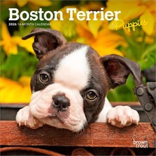 Boston Terrier Puppies | 2026