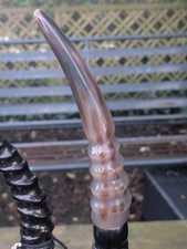 CHAROLAIS Horn On Hazel Shaft