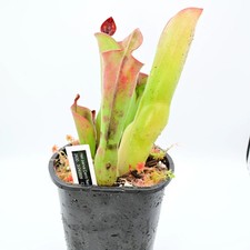 Heliamphora parva Cerra