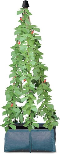 Pea runner bean - &,
