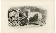 ITALIAN GREYHOUND RARE 1894 ANTIQUE DOG ART PRINT BY ARTHUR WARDLE
