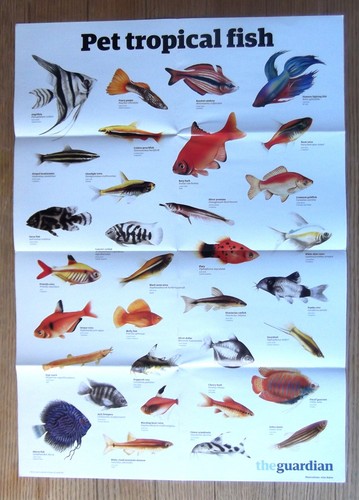 The guardian wallchart - wallchart, wall