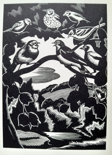 Song bird robin - robin, print
