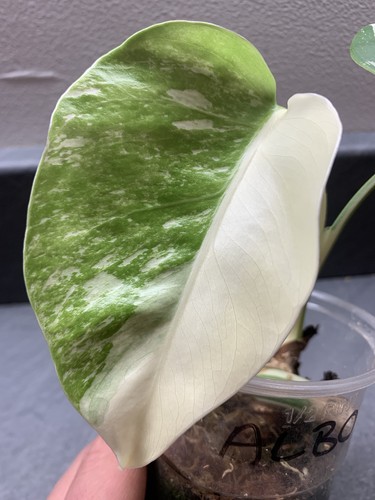 Monstera deliciosa albo - monstera,