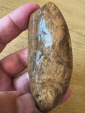Beautiful Petrified Wood