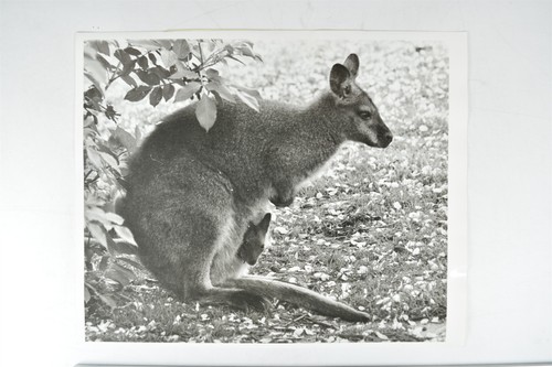 Wallaby joey pouch - wallaby,