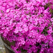 Phlox plug plants deep pink - phlox,