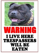Staffordshire Bull Terrier -