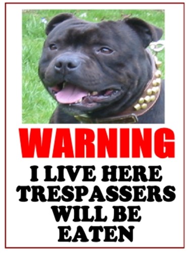 Staffordshire bull terrier - staffordshire,