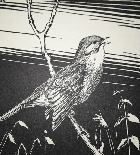 Nightingale peter scott - peter,