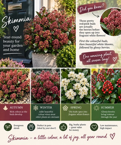 Large skimmia evergreen - evergreen, shrub