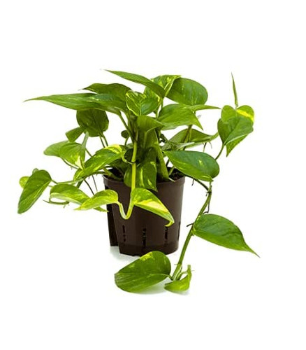 Golden pothos scindapsus - golden,