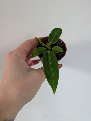 Anthurium warocqueanum - anthurium,