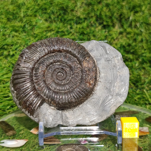 Ammonite fossil limestone - ammonite,