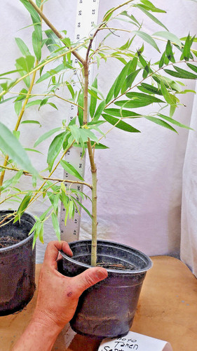 Weeping willow tree nursery - weeping,