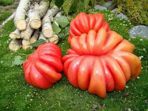 Seeds tomato giant red - 50,