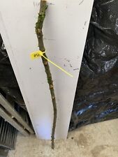 Blackthorn SHANK WALKING STICK