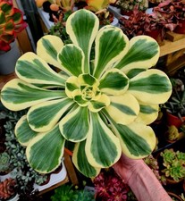 Aeonium Poseidon variegated succulent plant | Large 25cm rosette