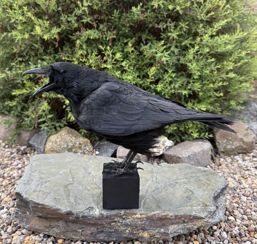 Taxidermy calling crow - taxidermy,