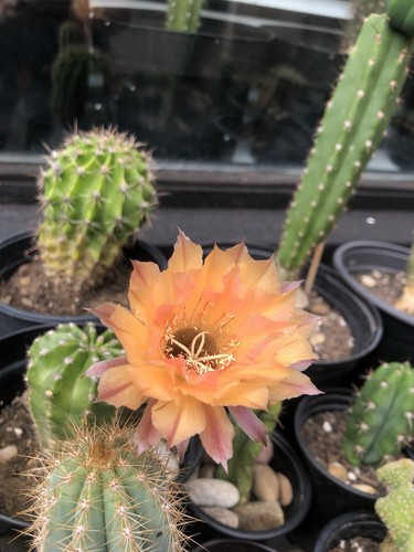 Echinopsis hybrid apricot - echinopsis, ‘apricot