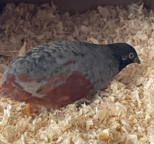 Must have quail hatching eggs - have,