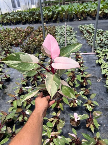 Pink princess philodendron - pink,
