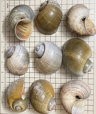 8 XL-Large Natural Clean Apple