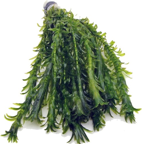Elodea densa xl bunch - 12,