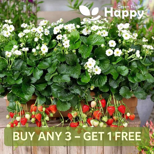 Trailing strawberry 5 seeds - trailing,
