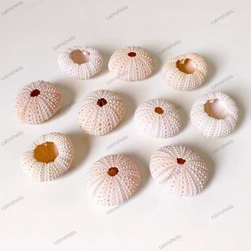 Natural light pink sea urchin - natural,