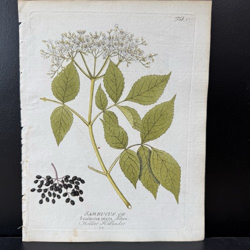 Antique handcolored botanical - antique,