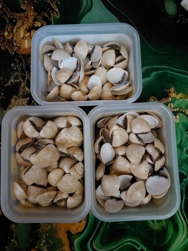 8kg clam shells - shells, decorative
