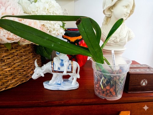 Cattleya schroederae orchid
