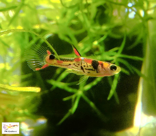 Super rare endlers - rare!, pure