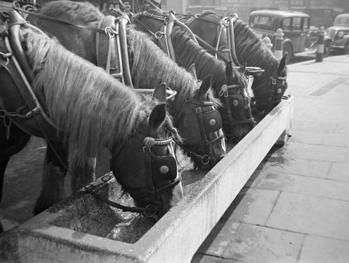 Shire horses from young - shire, young's