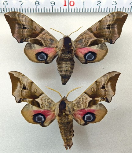 Sphingidae smerinthus ocellata - smerinthus,