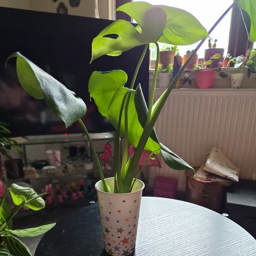 Monstera deliciosa swiss - deliciosa,